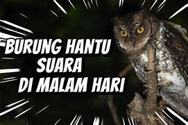 Backsound Suara Jangkrik Malam Hari